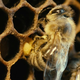 Image for article titled More Than Honey
